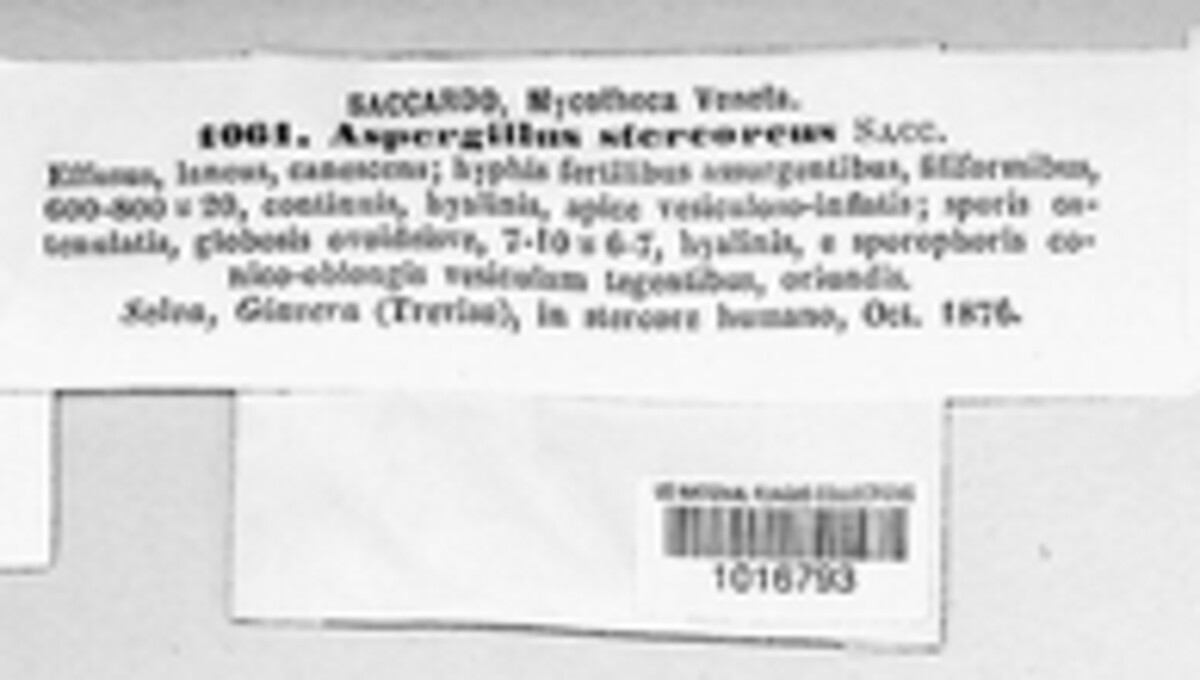 Aspergillus stercoreus image